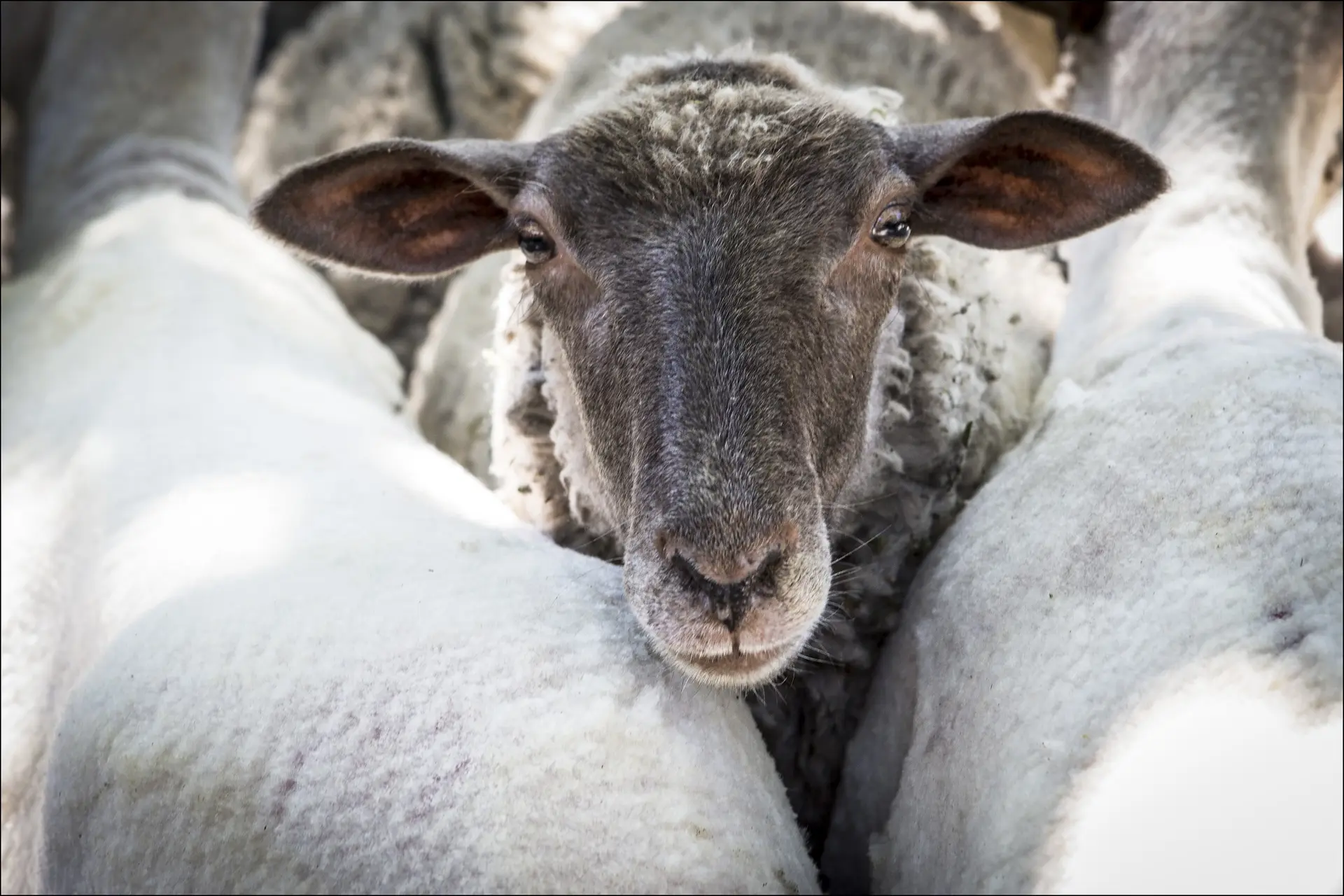 Soupe des bergers Revendran