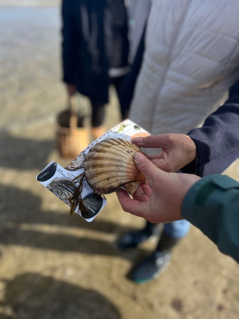 Sortie nature : « à la recherche des bivalves »