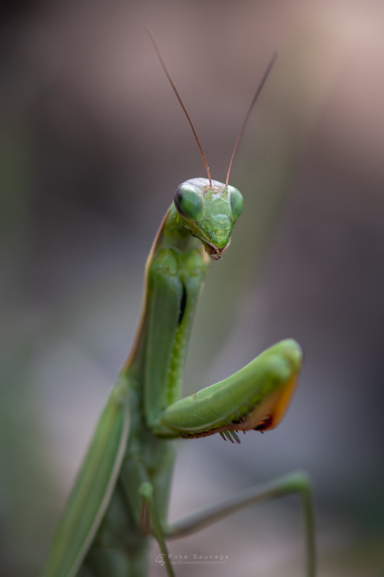 Rando patrimoine - Objectif insectes