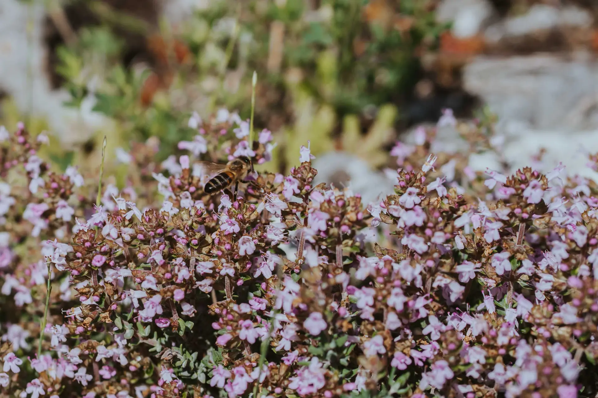 Fête des plantes aromatiques