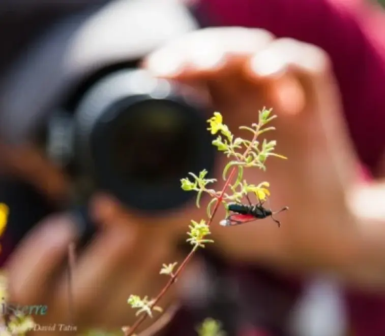 LA PHOTOGRAPHIE NATURE: DE L’ILLUSTRATION À L’ART