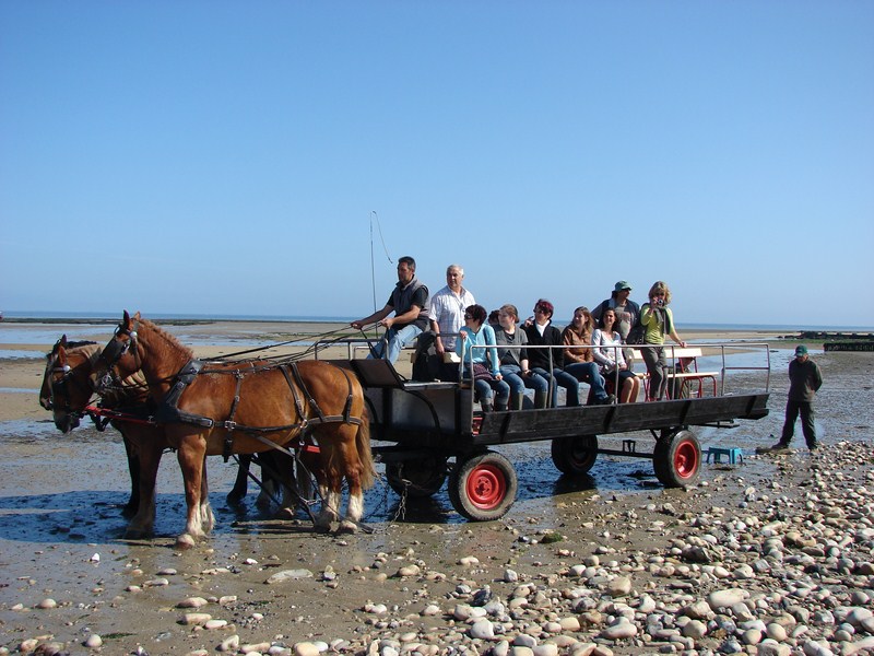 Balade en attelage "Les parcs à huîtres de la baie des Veys, au rythme des chevaux"