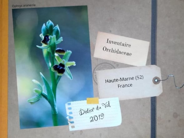 Journées Européennes du Patrimoine : Conférence "Les orchidées sauvages de Huate-Marne par Dider du Val"