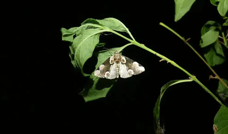 Papillons de nuit, une diversité insoupçonnée