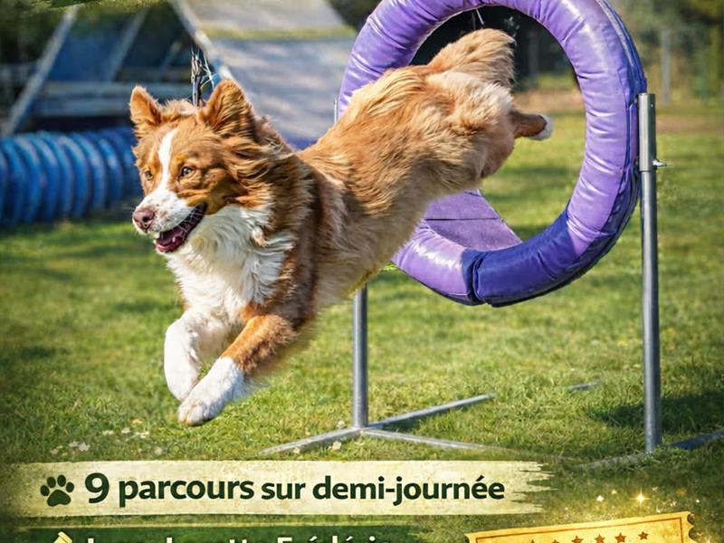 Concours canin - Agility