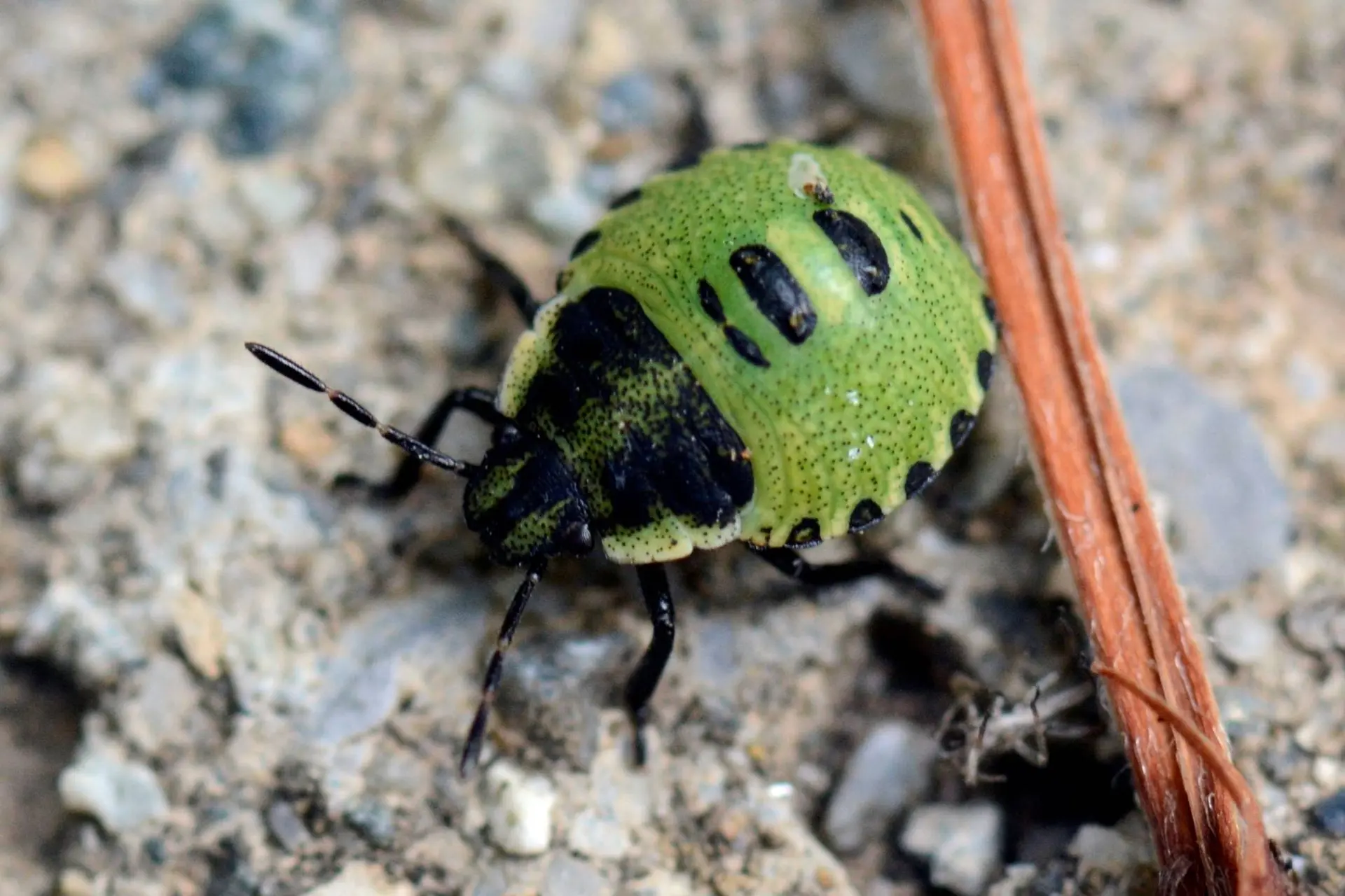 Rdv avec un garde-moniteur : les insectes et autres arthropodes