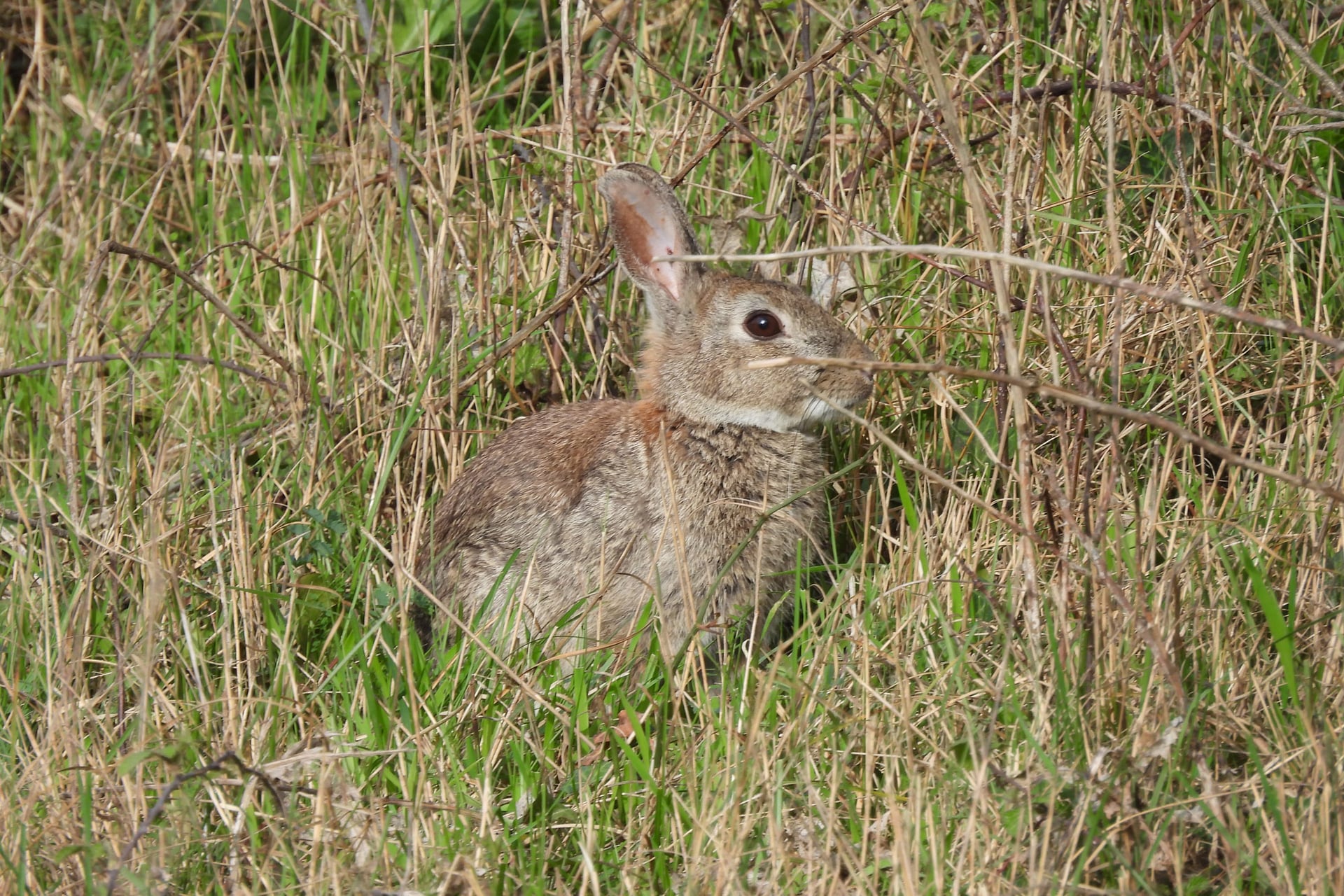 Loupi le lapin