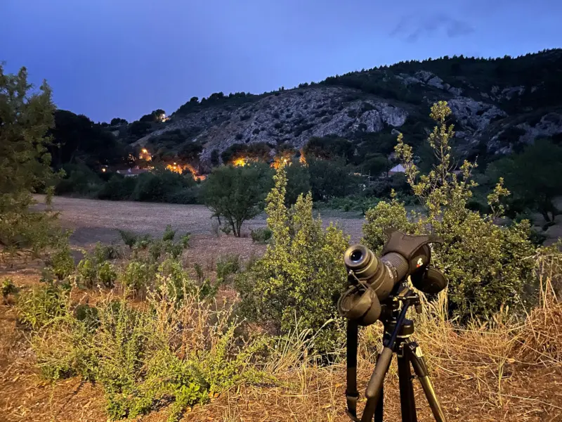 Sortie nature du Muséum : observation d'oiseaux nocturnes