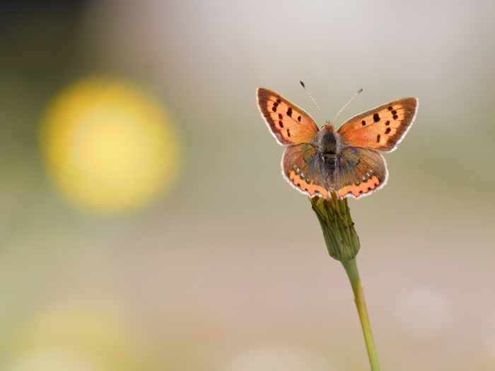 Créa’nature : initiation à la photographie naturaliste