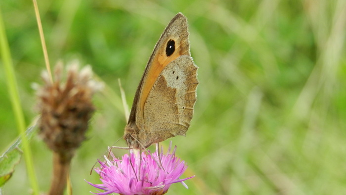 A la découverte des papillons !