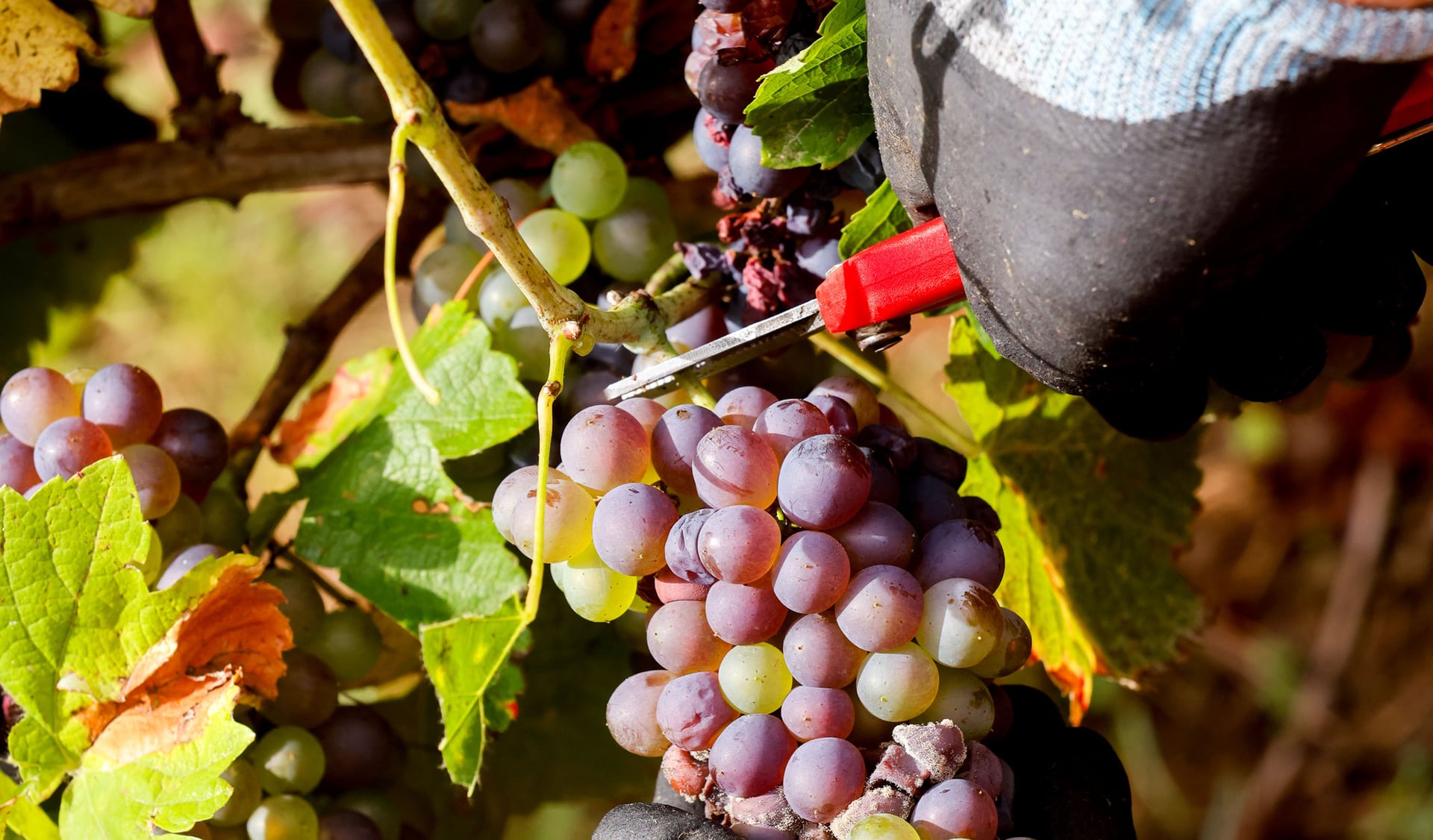 Visite guidée : Vin et dégustations
