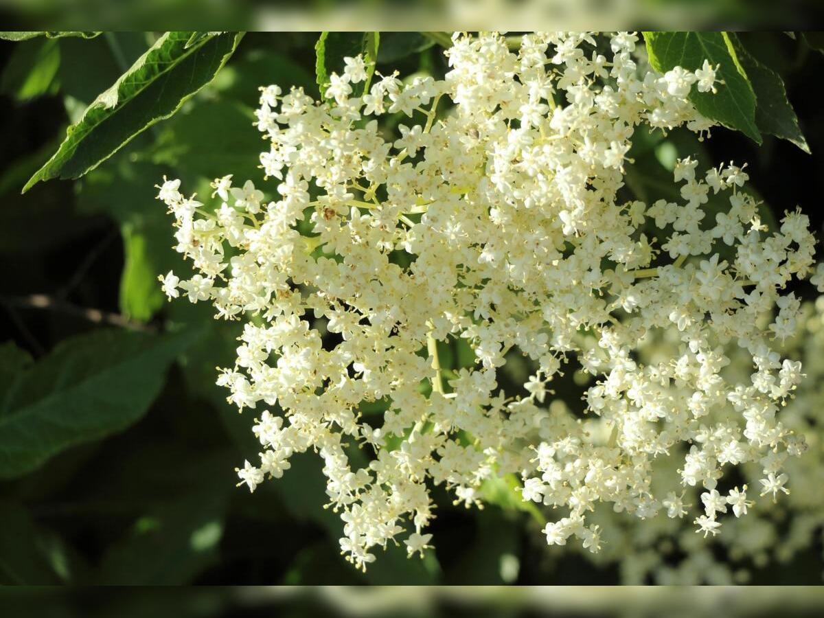 Atelier-balade pétillant de sureau avec Julia Maïer