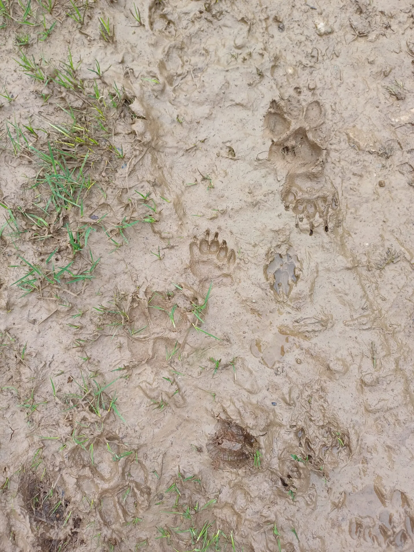 Traces et indices de la faune de l’Aubrac