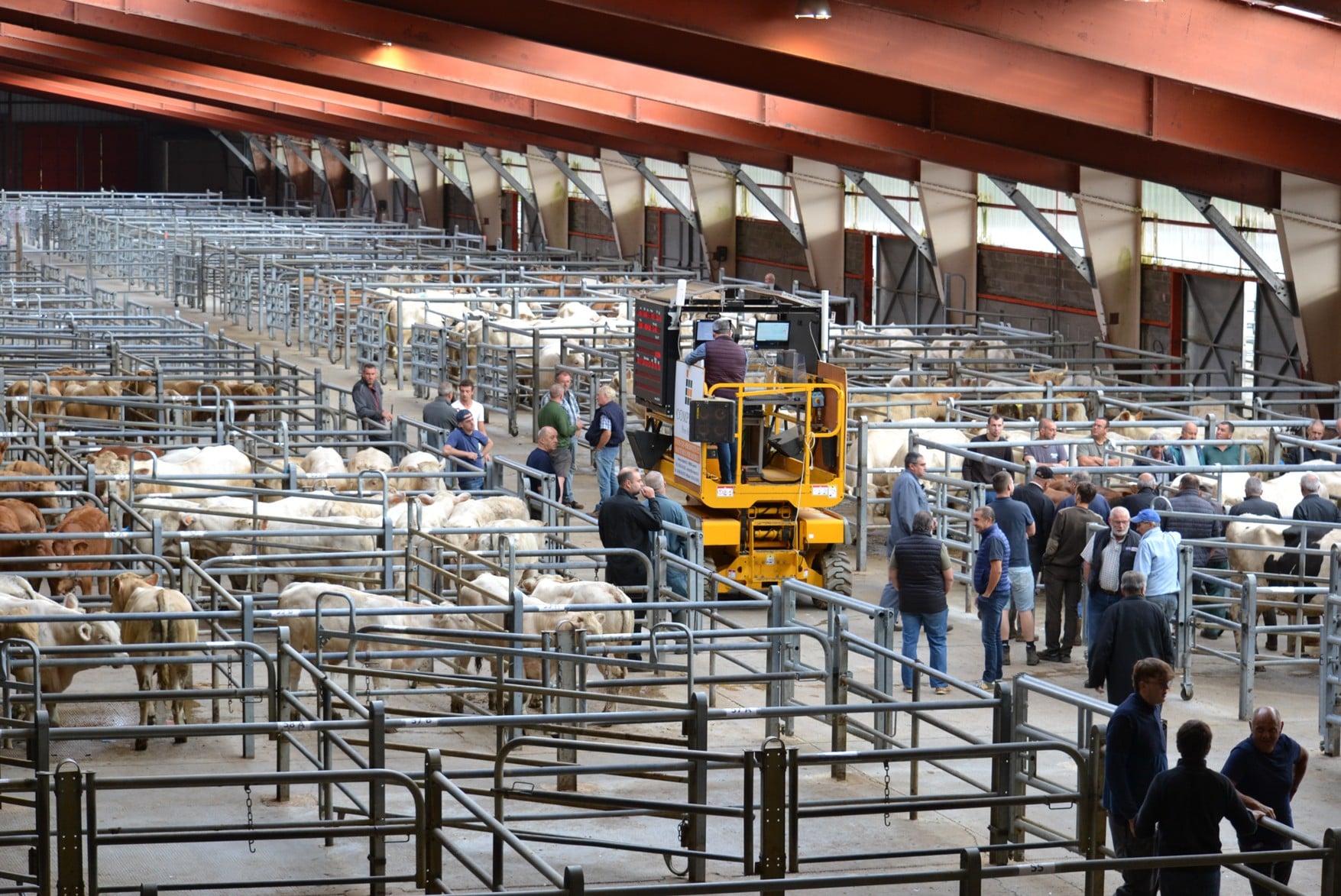 Marché aux bestiaux - Les Grivelles