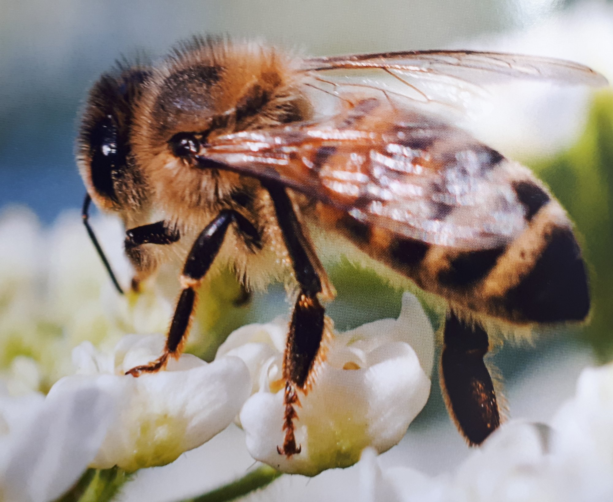 Film "histoire d'abeilles"  par Image du monde