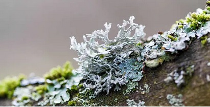 Balade botanique dessinée... Les lichens de Bibracte !