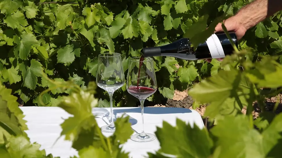 Pique-nique au Clos de Caveau