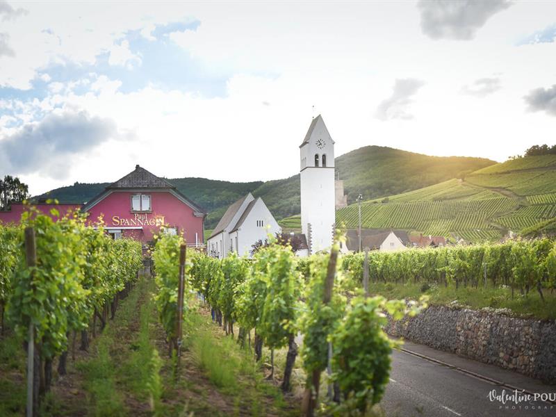 Pique-nique chez le vigneron indépendant- Domaine Spannagel Paul