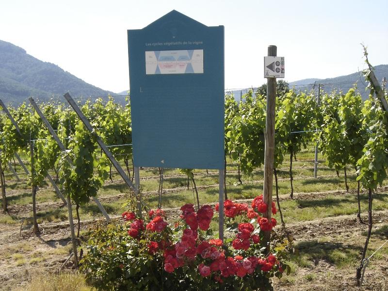 Découverte du sentier viticole de Wuenheim
