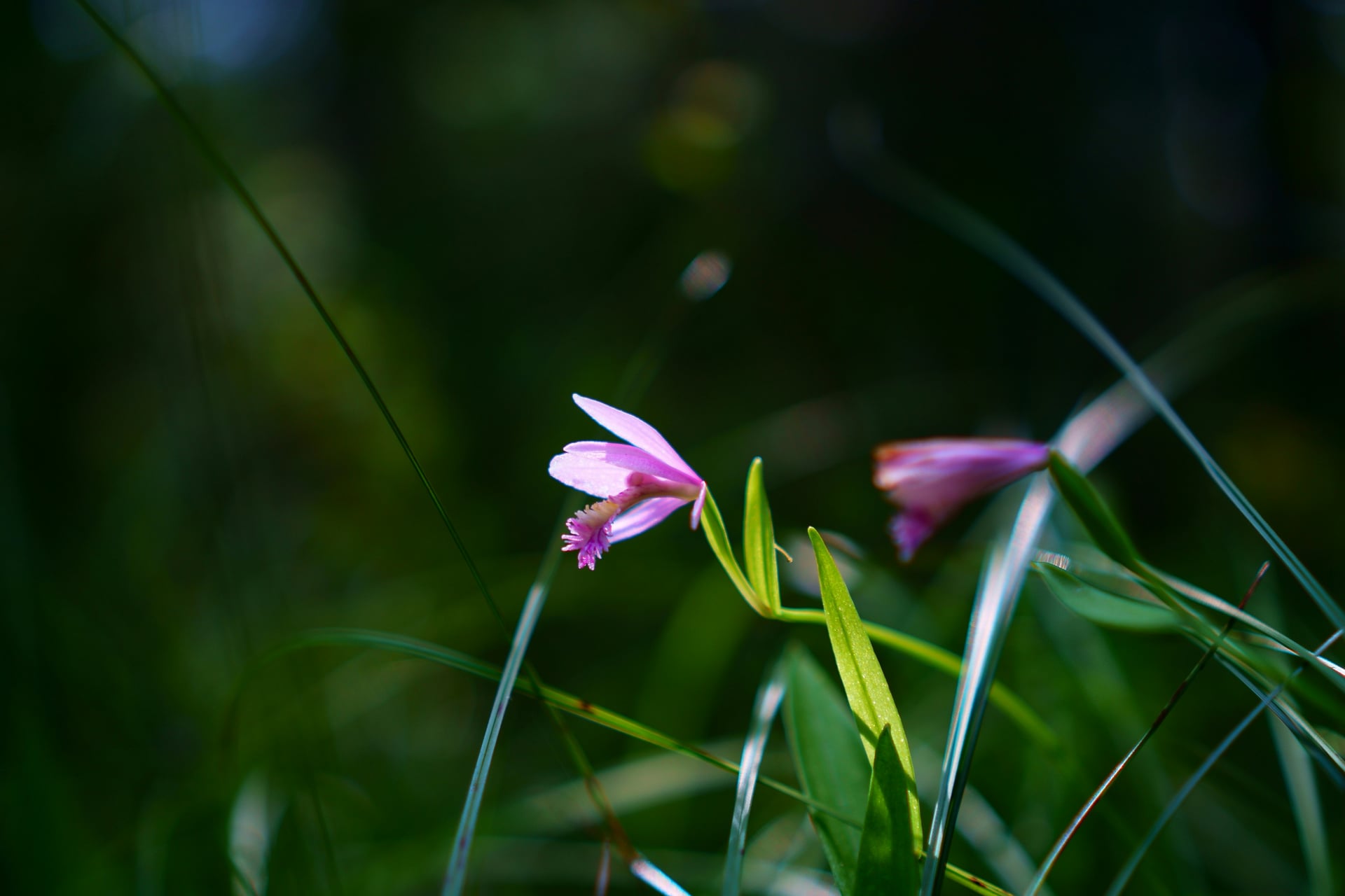 Sortie Nature : Orchidées des Chaumes d'Avon
