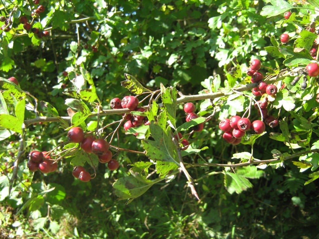 Couleurs d'automne dans le bocage