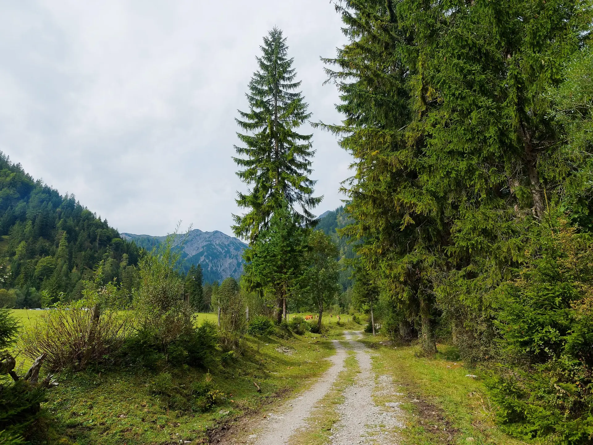 Gestion de la forêt méditerranéenne