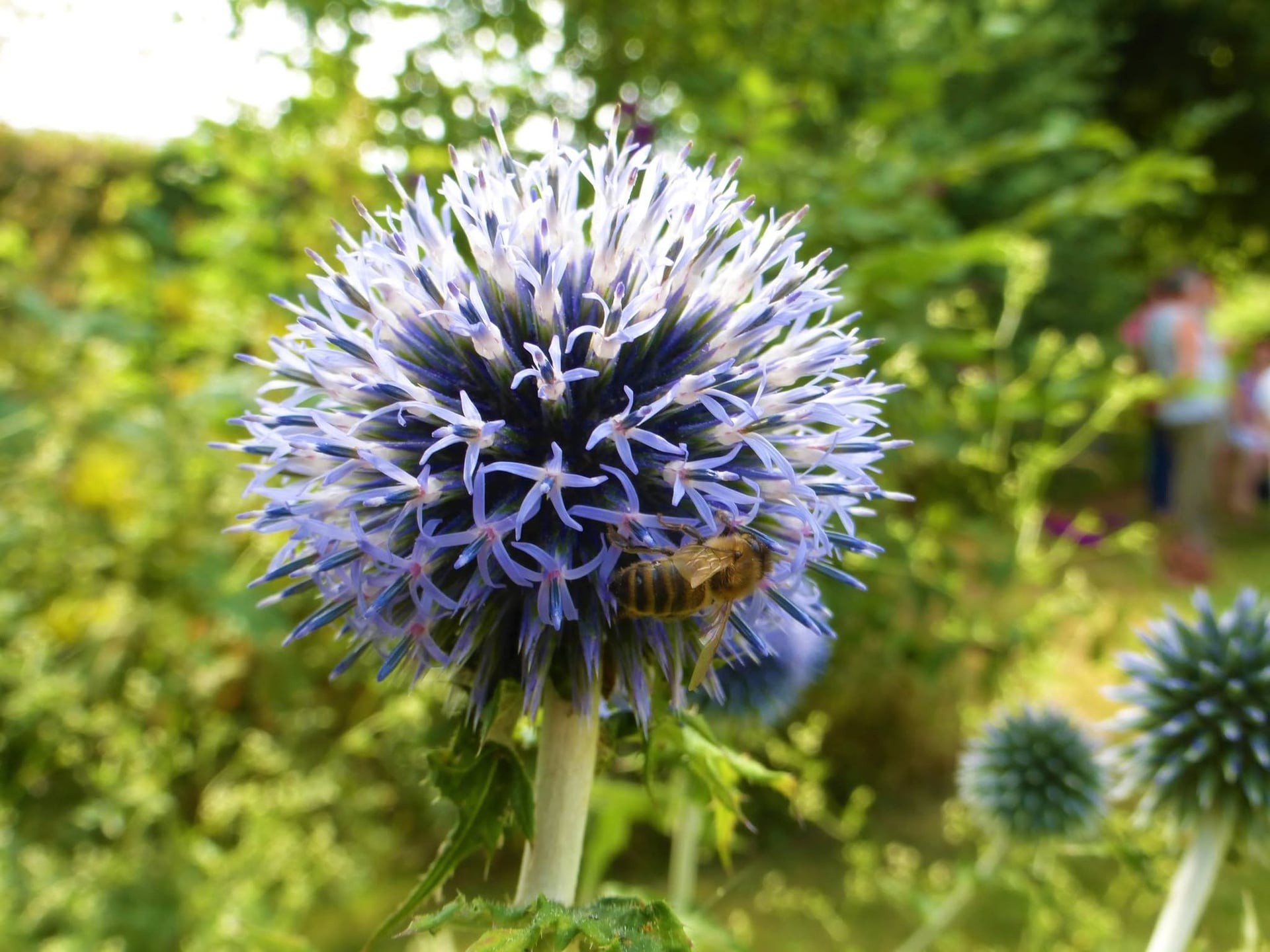 Bienvenue dans mon jardin au naturel : Seb le vannier