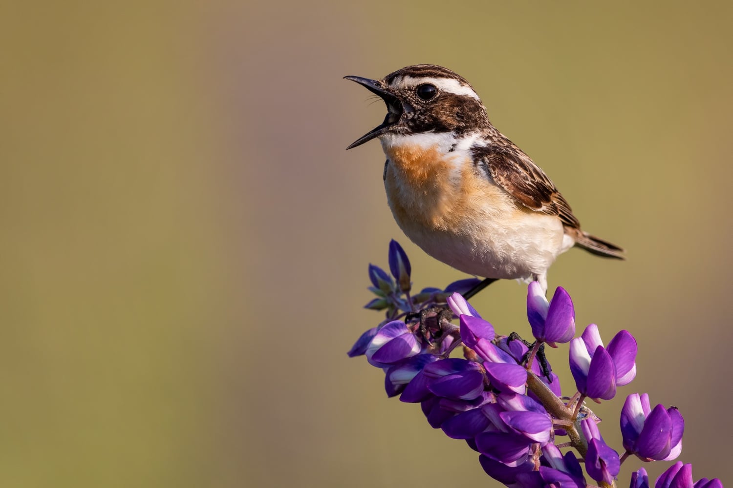 Découverte : le concert des oiseaux