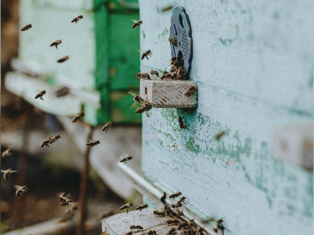 Nature en fête : découverte des ruches