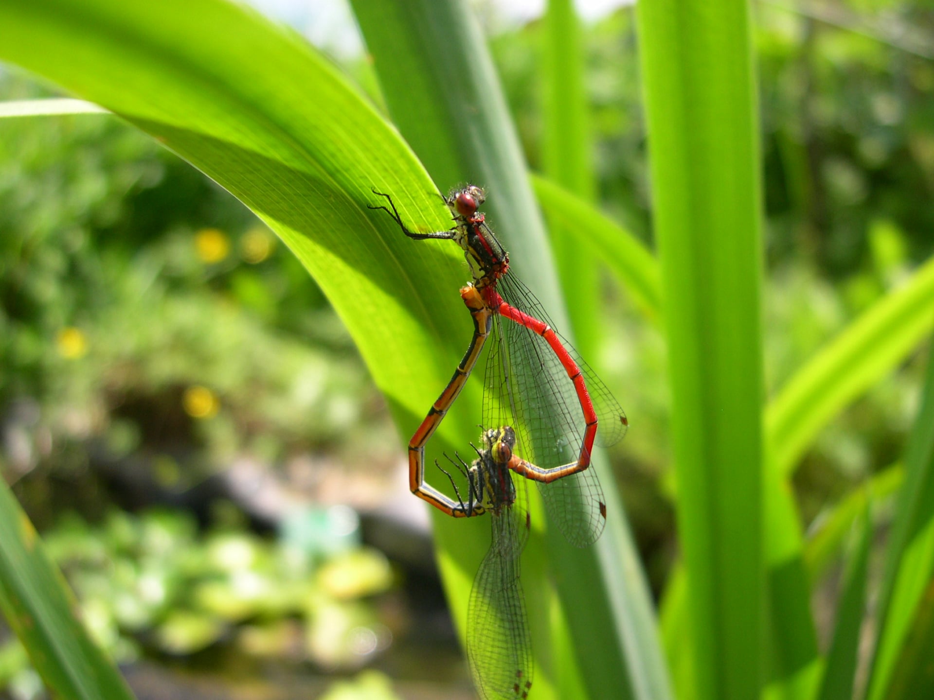 Sur les ailes de Lili la libellule au Lac d’Aubusson