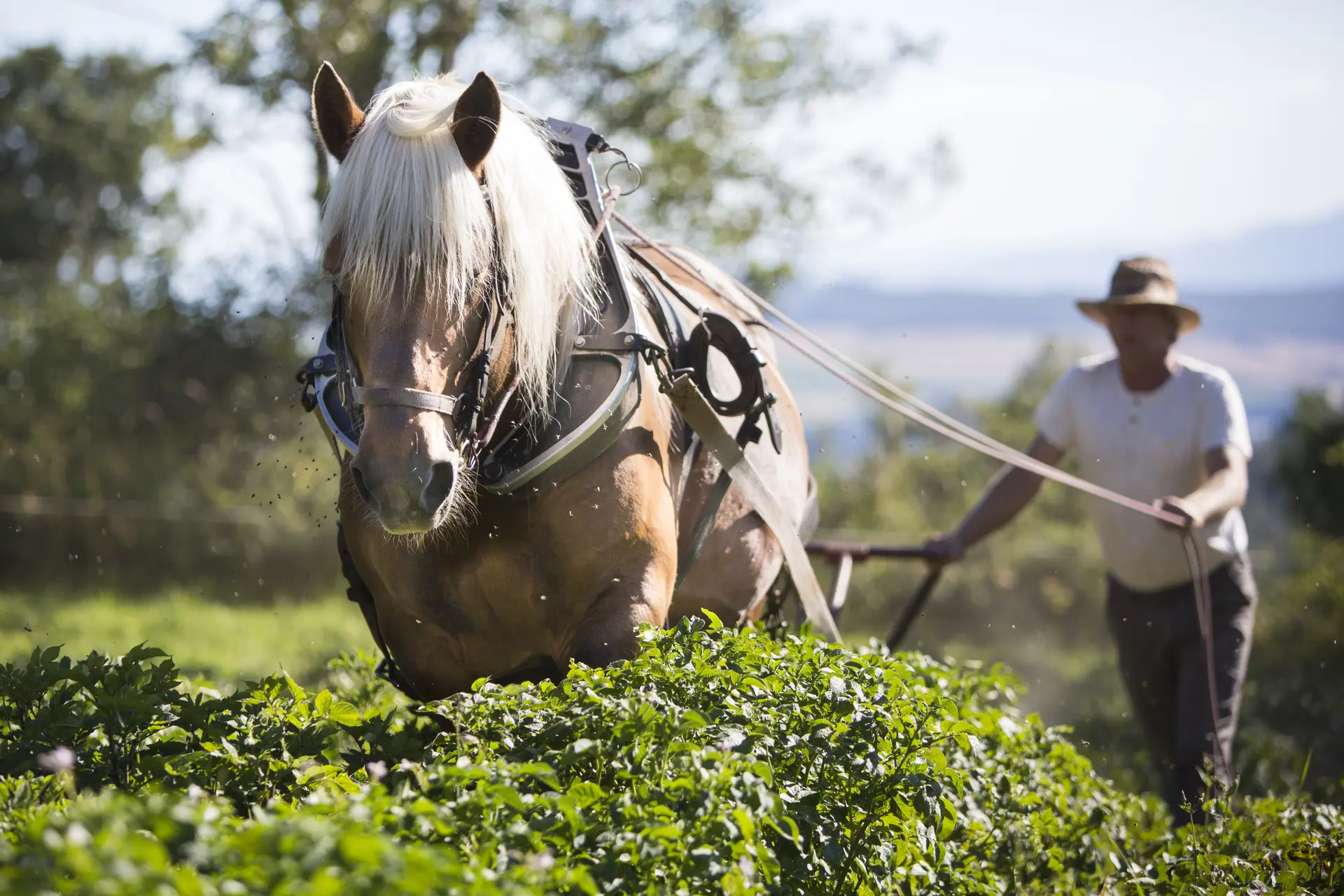 Découverte de la Traction animal dans les vignes