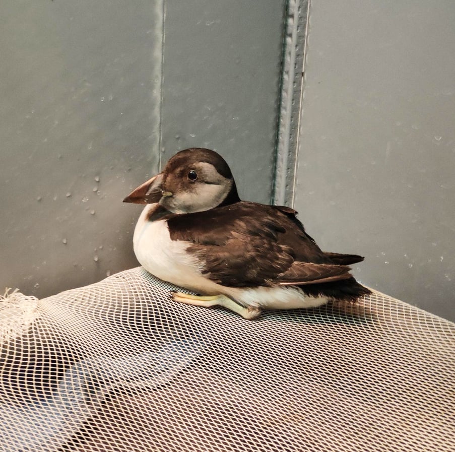 Comment aider la faune sauvage en détresse avec la LPO ?