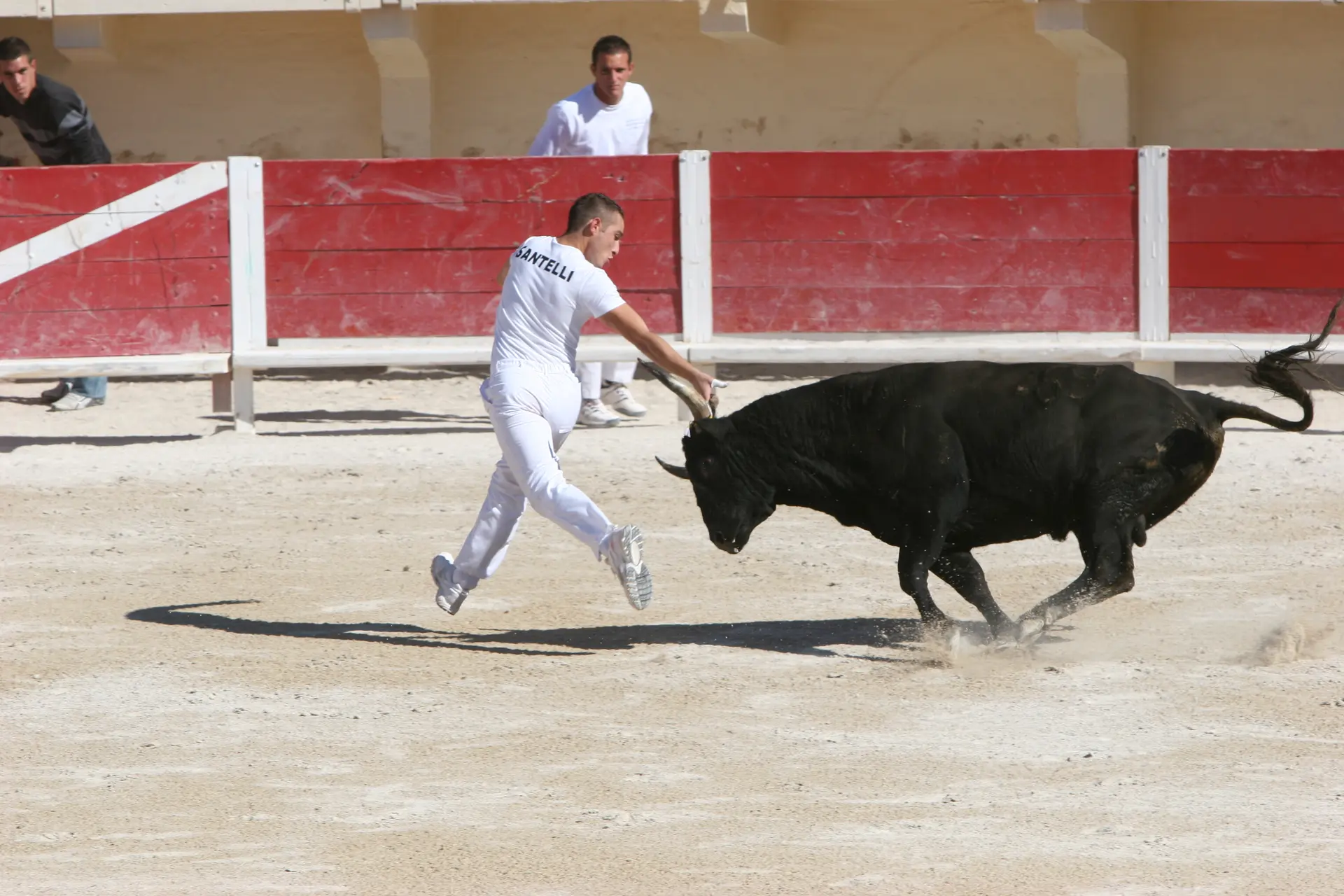 Course camarguaise aux arènes - niveau Avenir