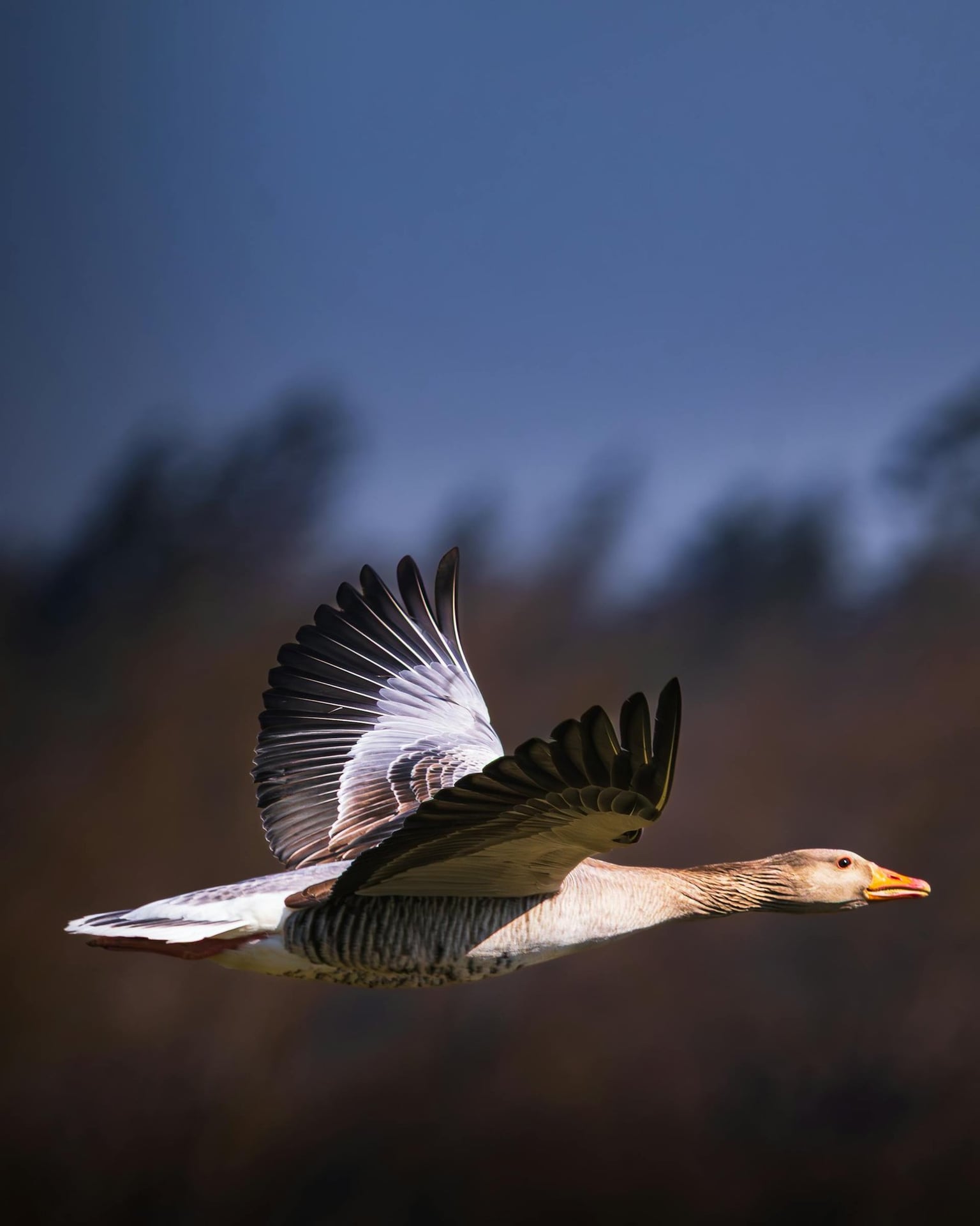 À la rencontre des oiseaux locaux et migrateurs