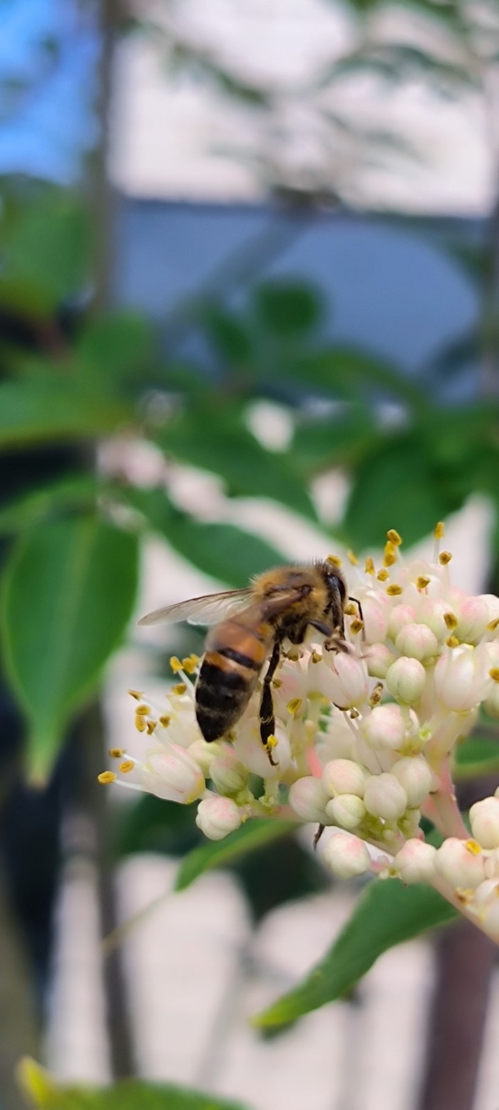 L'abeille domestique