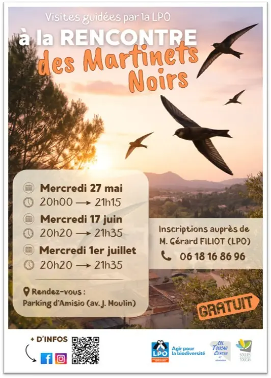 Visite guidée - À la rencontre des martinets noirs
