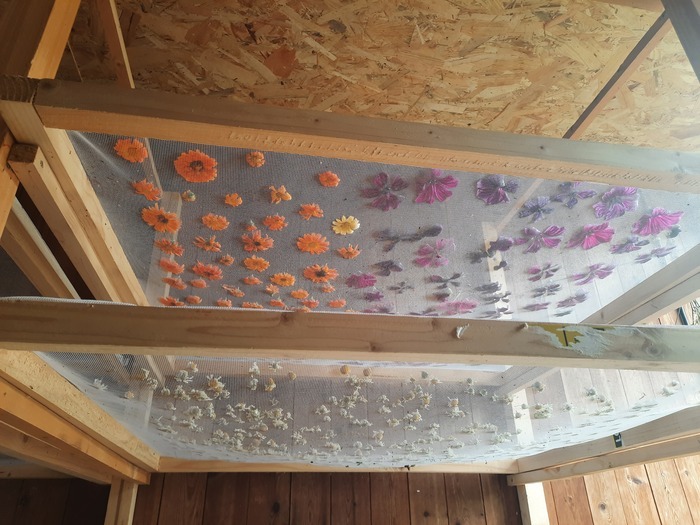 Visite de l'exploitation Herbajo (plantes aromatiques, médicinales et fleurs)