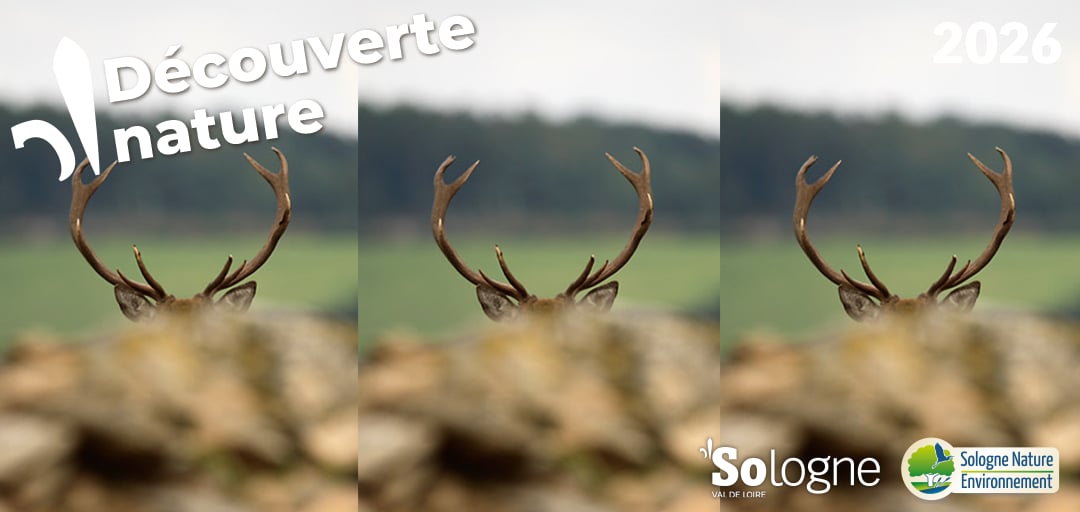 Découvertes Sologne Nature - Le brame du Cerf'rial lover