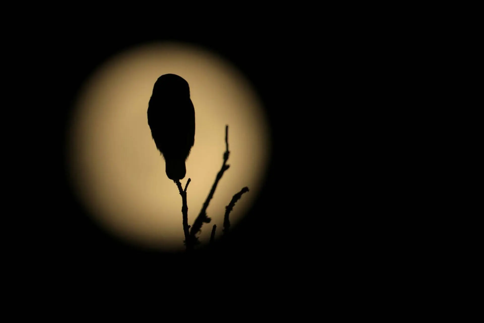 Conférence : la vie nocturne et le ciel étoilé