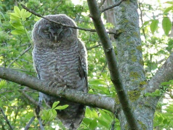 Elle est chouette, la nuit !