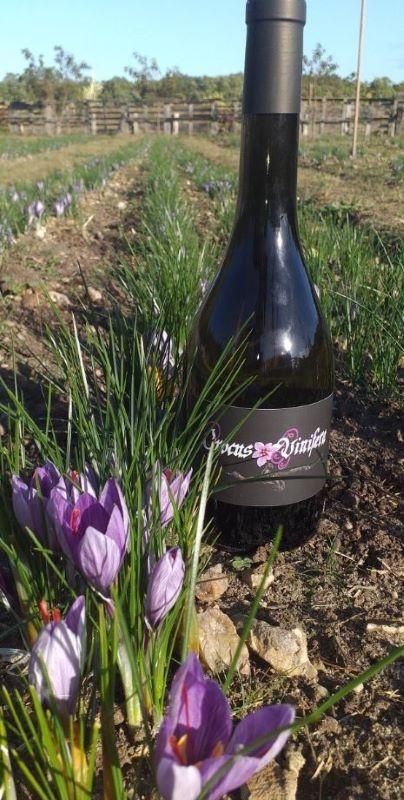 Patrimoine et savoir-faire : Montlouis-sur Loire et Du safran et des vignes