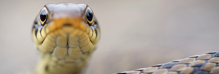 Fascinants reptiles... Ils sont aussi sur Bordeaux Métropole