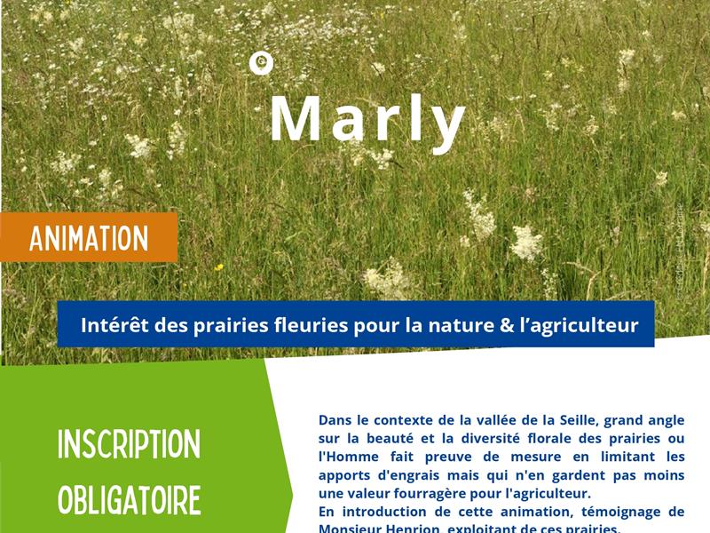 Sortie nature : Intérêt des praires fleuries pour la nature & l'agriculture