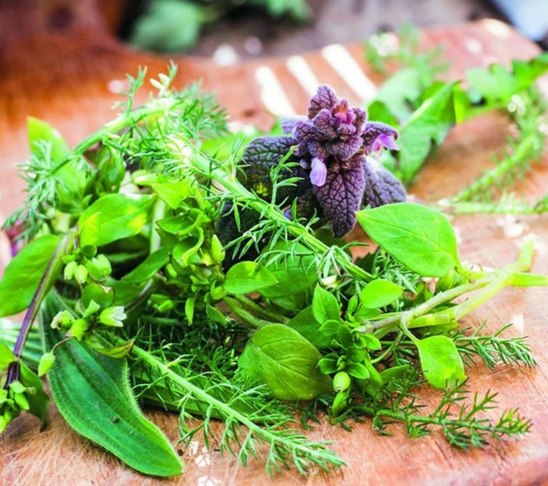 Du bon usage des plantes sauvages, réserve départementale de biodiversité d'Argentat