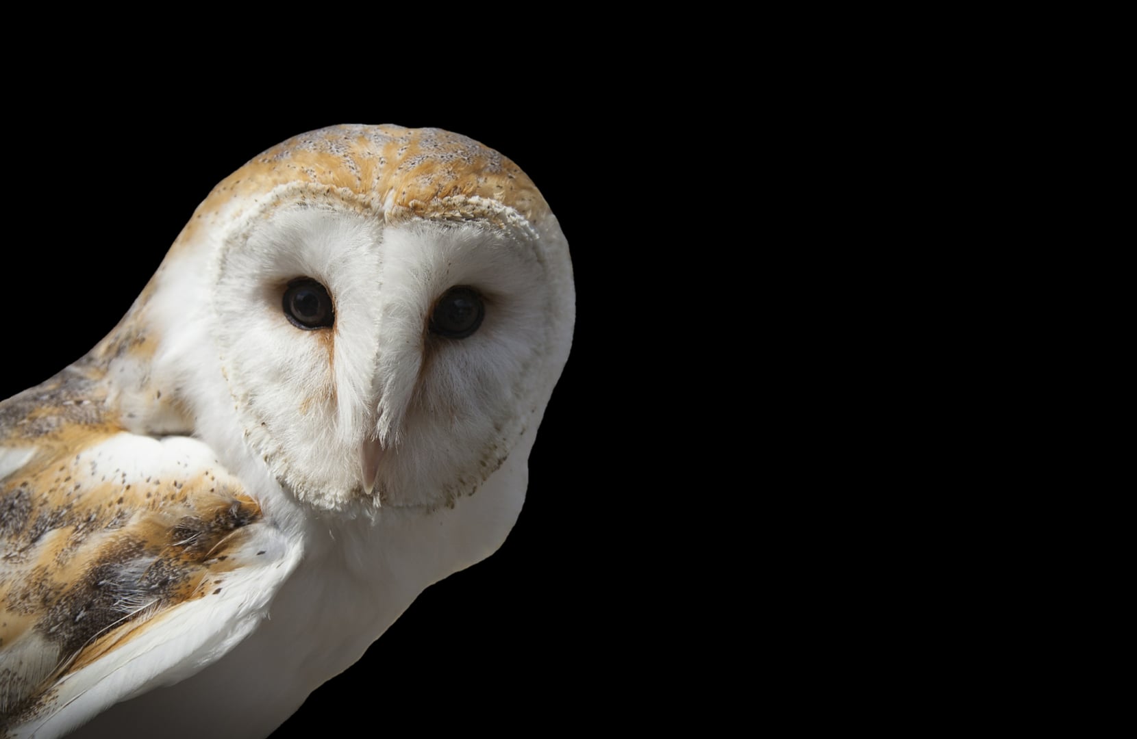 Sortie nature : Les mystères de la nature la nuit