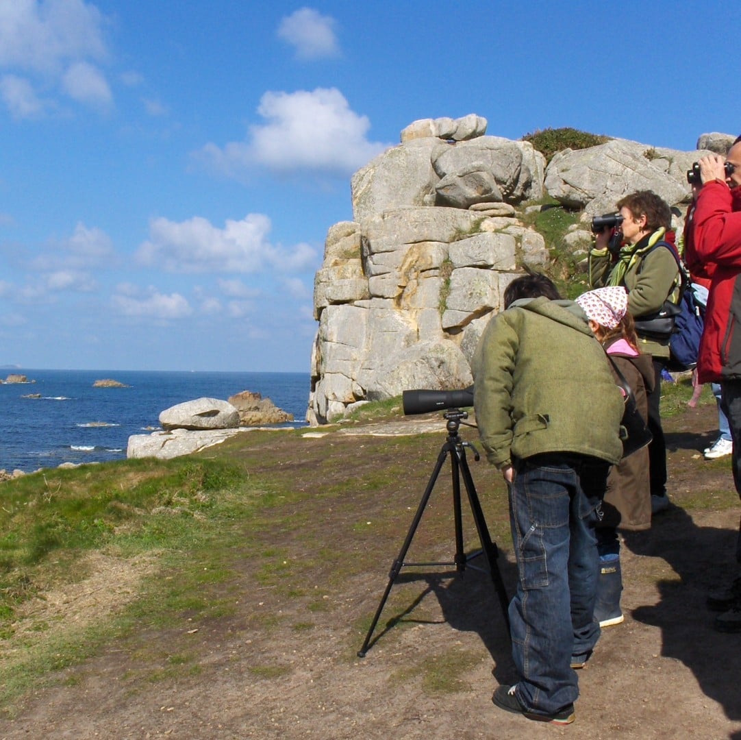 Observation des oiseaux hivernants