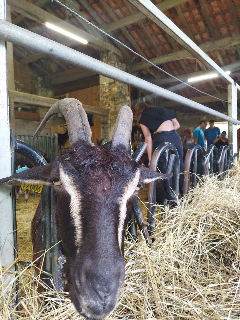Accueil à la Ferme : Élevages caprin et volailles des Hauts de Dronne, Moulin à huile