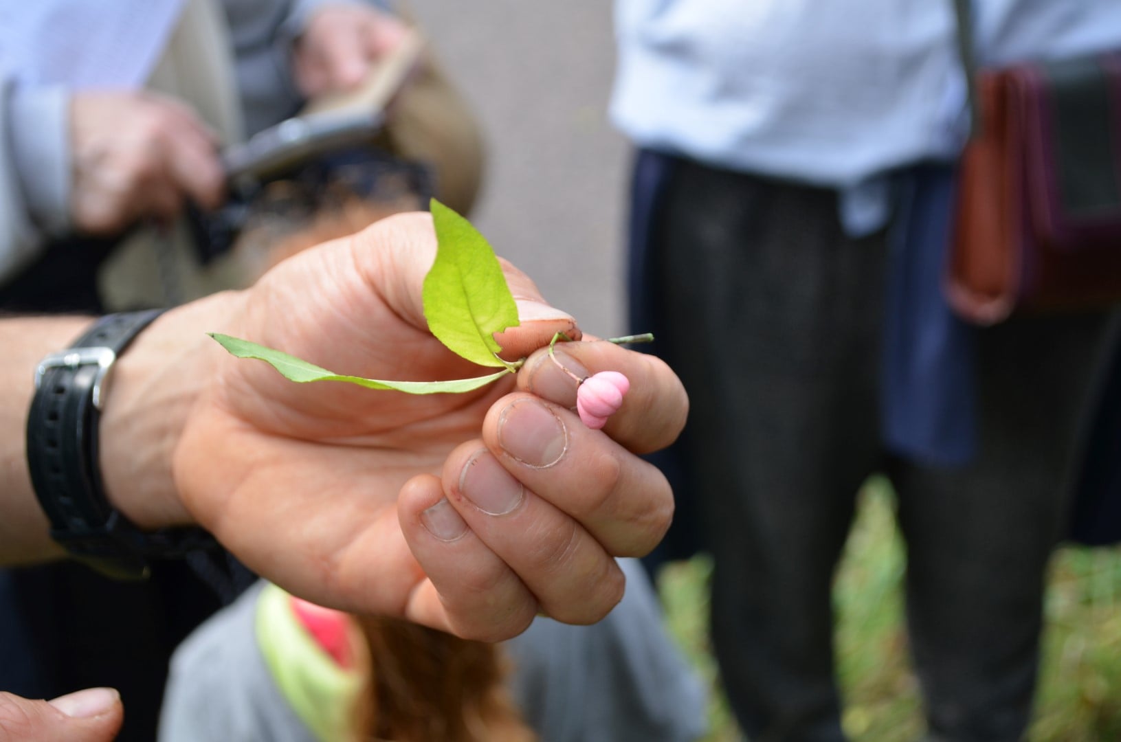 Découverte "Baies sauvages"