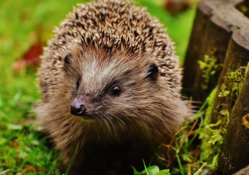 Événement Nature & Vous - A la rencontre du hérisson