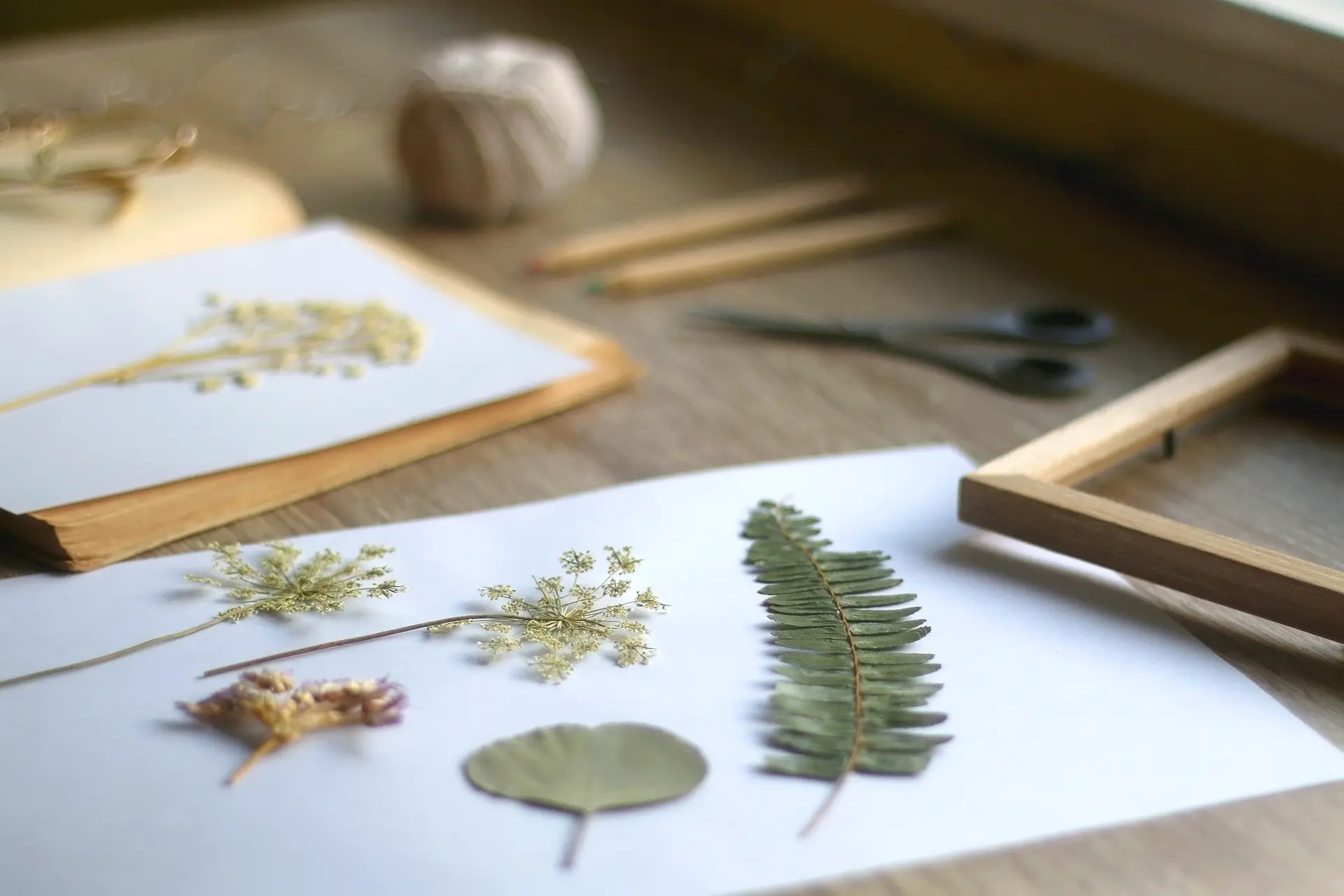 Atelier enfant : L'herbier de Daudet